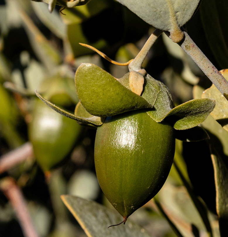 Jojoba Balsam