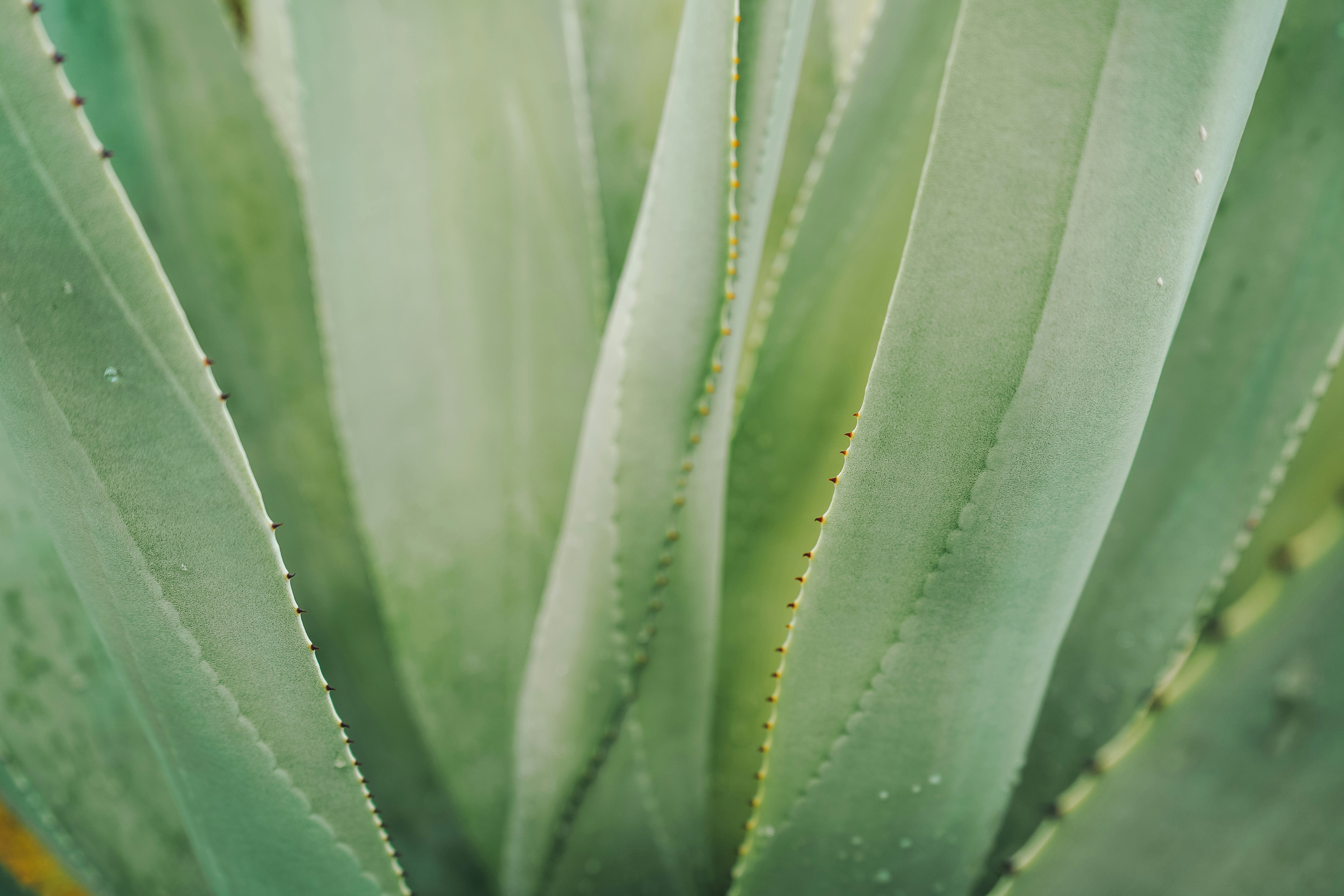 Aloe Vera 80%  Prickly Pear Balsam