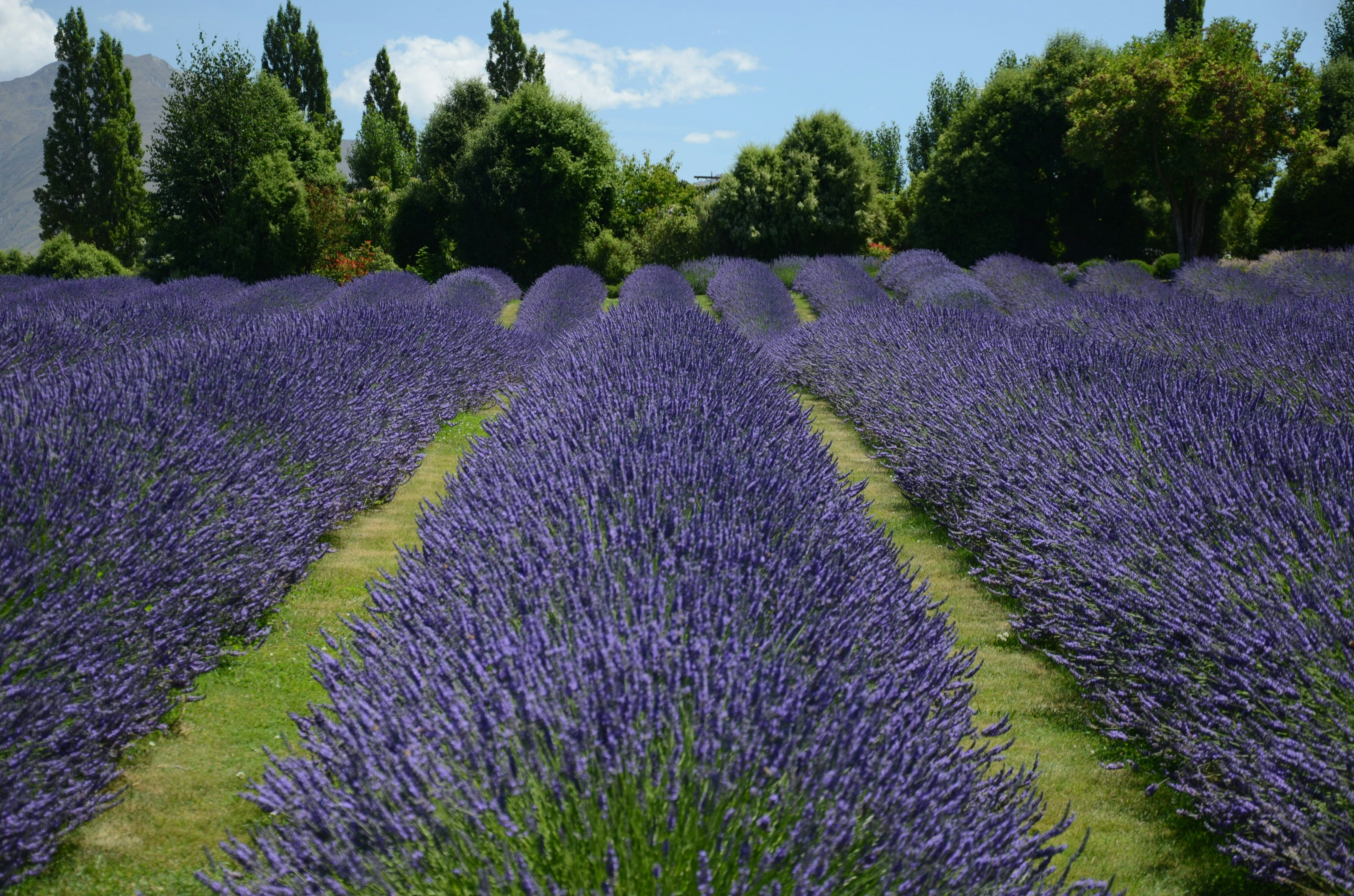 Lavendel Håndsåpe Flytende