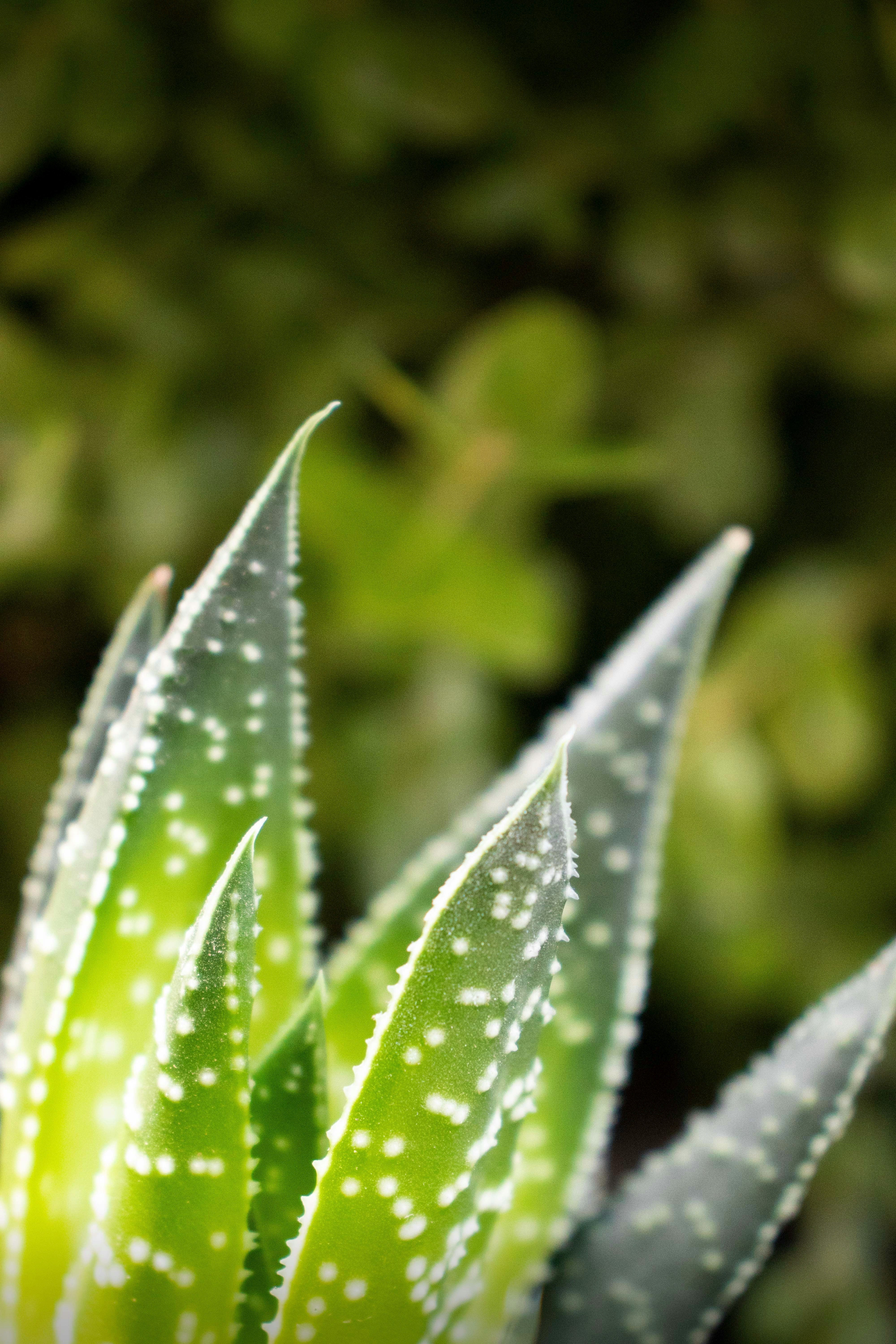 Aloe Vera Dagkrem 84%